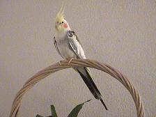 The bird that would not shut up